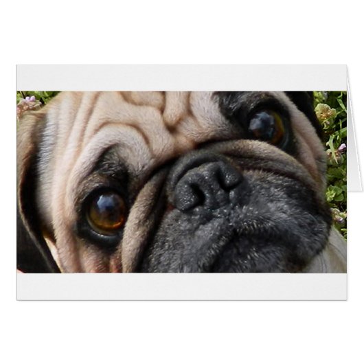 pug fawn eyes cards (Front Horizontal)