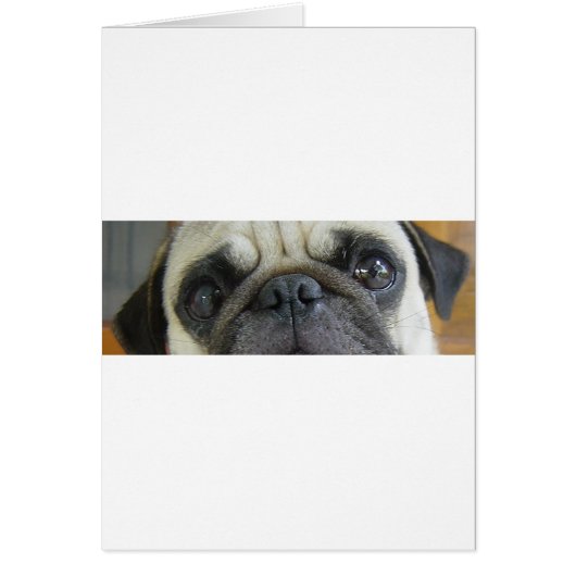pug fawn eyes.png cards (Front)