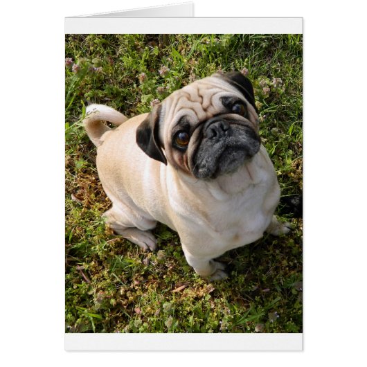 pug fawn full cards (Front)