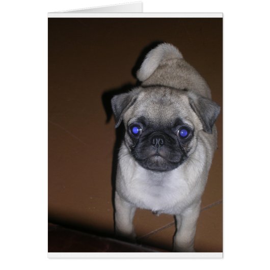 pug full 5.png cards (Front)