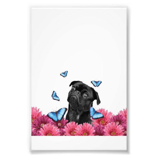 Pug Gerbera Butterflies | Cute Black Dog Photo Print (Front)
