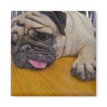Pug Had One Too Many Square Magnet