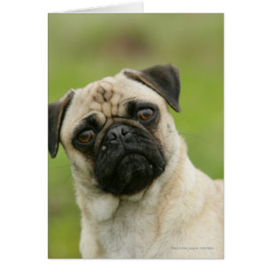 Pug Head Cocked Looking at Camera