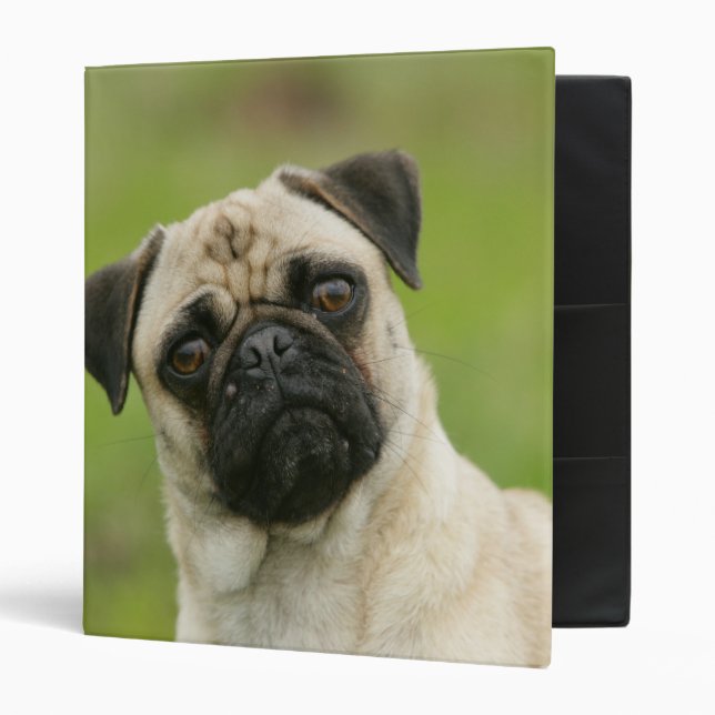 Pug Head Cocked Looking at Camera 3 Ring Binder (Front/Inside)