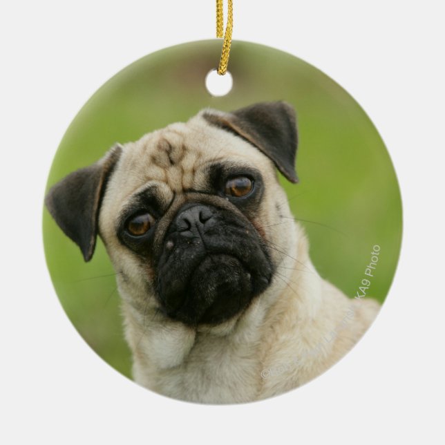Pug Head Cocked Looking at Camera Ceramic Ornament (Front)