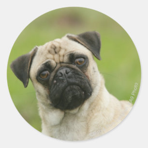 Pug Head Cocked Looking at Camera Classic Round Sticker