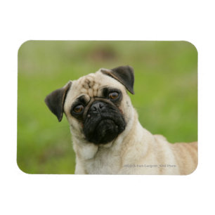 Pug Head Cocked Looking at Camera Magnet