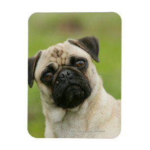 Pug Head Cocked Looking at Camera Magnet