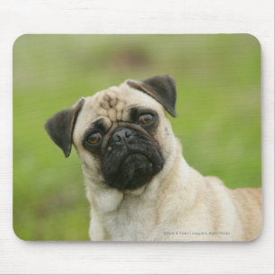 Pug Head Cocked Looking at Camera Mouse Pad