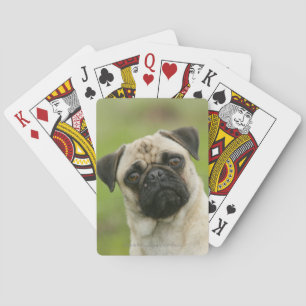 Pug Head Cocked Looking at Camera Poker Cards