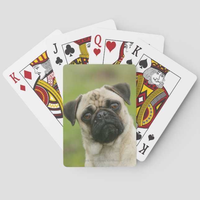 Pug Head Cocked Looking at Camera Poker Cards (Back)