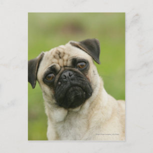 Pug Head Cocked Looking at Camera Postcard