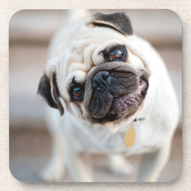 Pug Head Tilt Beverage Coaster (Front)