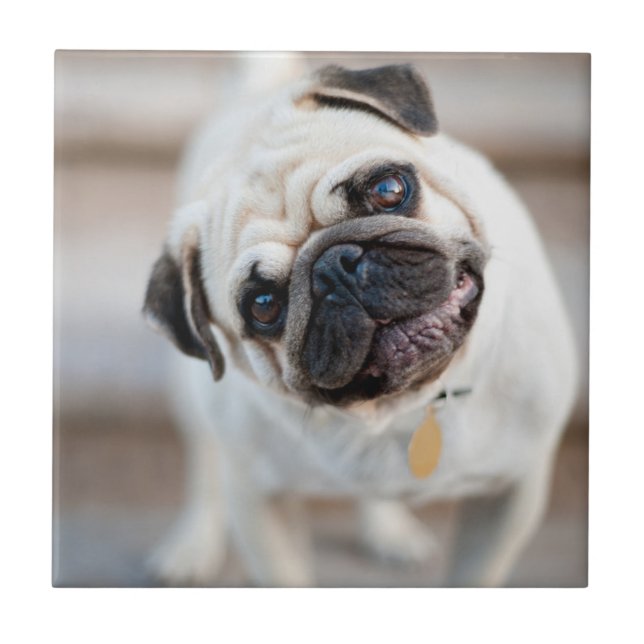 Pug Head Tilt Ceramic Tile (Front)