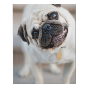 Pug Head Tilt Faux Canvas Print
