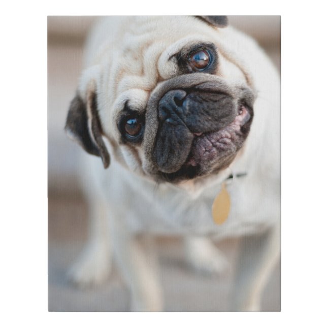 Pug Head Tilt Faux Canvas Print (Front)