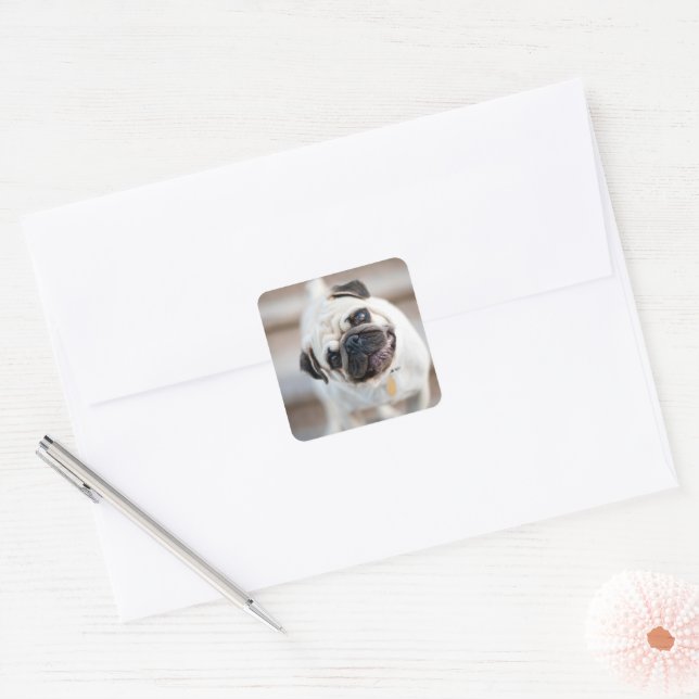 Pug Head Tilt Square Sticker (Envelope)