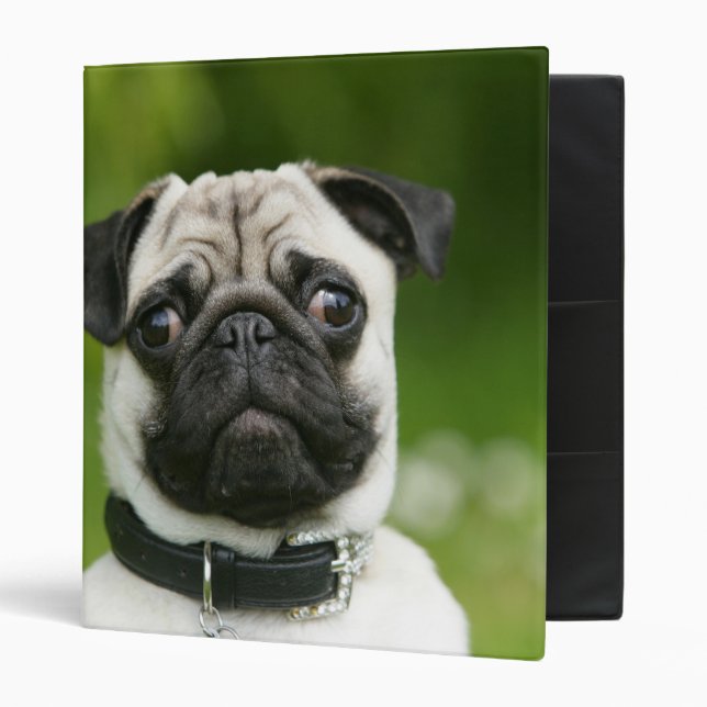 Pug headshot 3 ring binder (Front/Inside)
