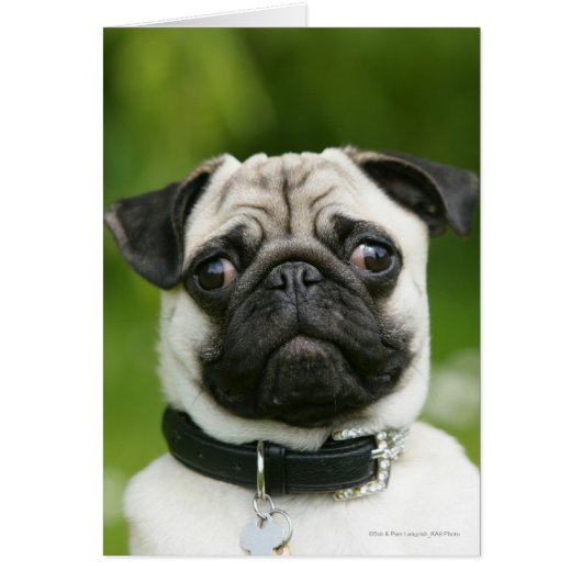 Pug headshot cards (Front)