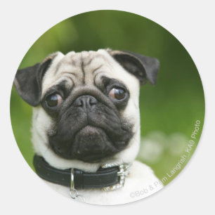 Pug headshot classic round sticker