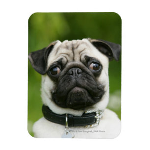 Pug headshot magnet