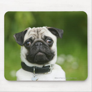 Pug headshot mouse pad