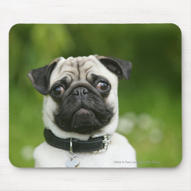 Pug headshot mouse pad (Front)