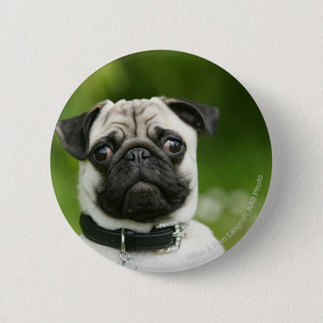 Pug headshot pinback button (Front)