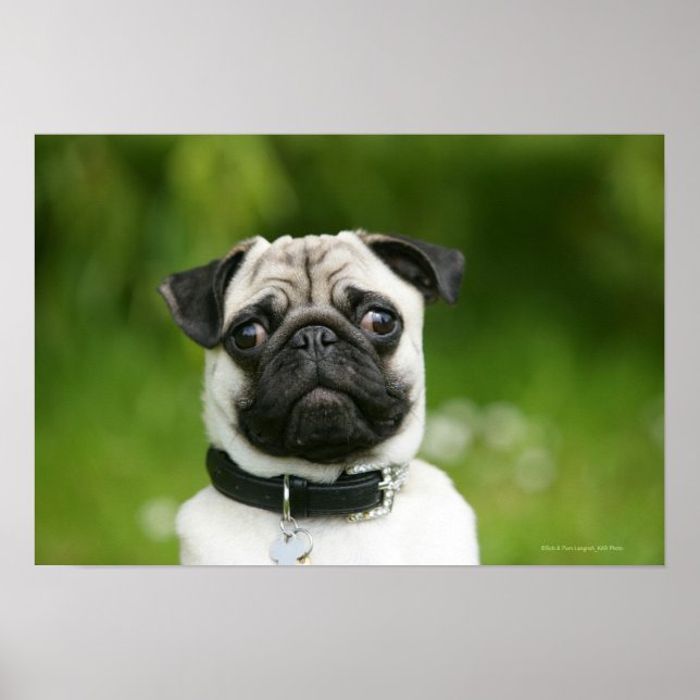 Pug headshot poster (Front)