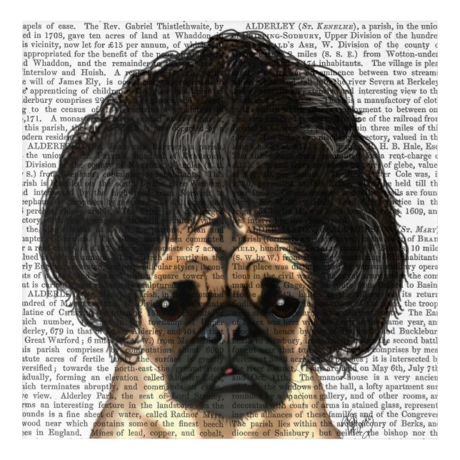 Pug In A Bad Wig Acrylic Print (Front)
