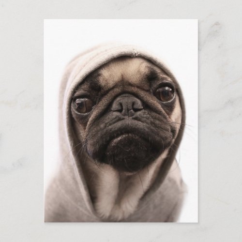 Pug In A Hoodie Postcard