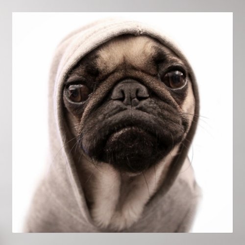 Pug In A Hoodie Poster