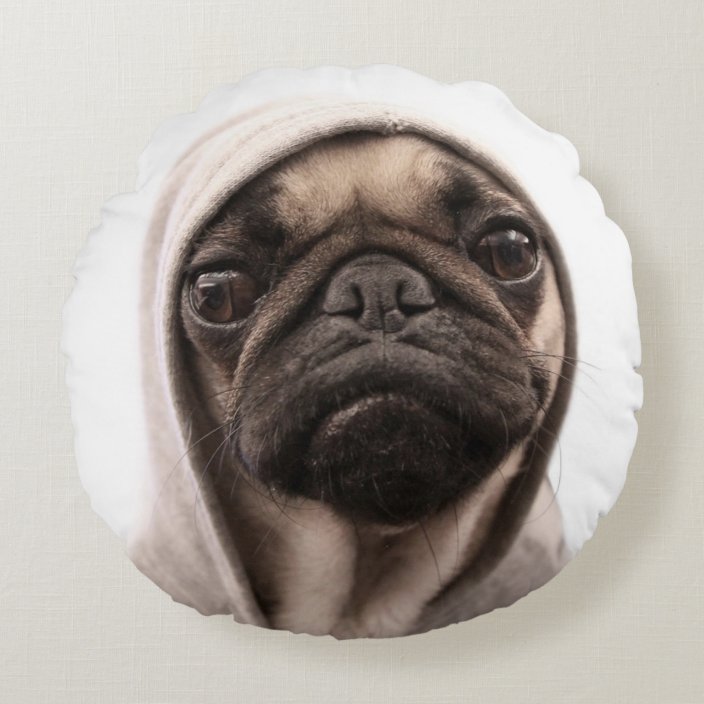 pug in hoodie