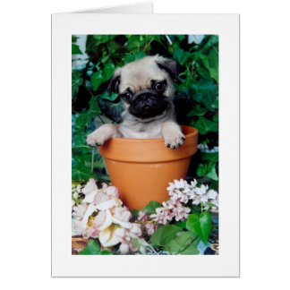 PUG in a POT Cards