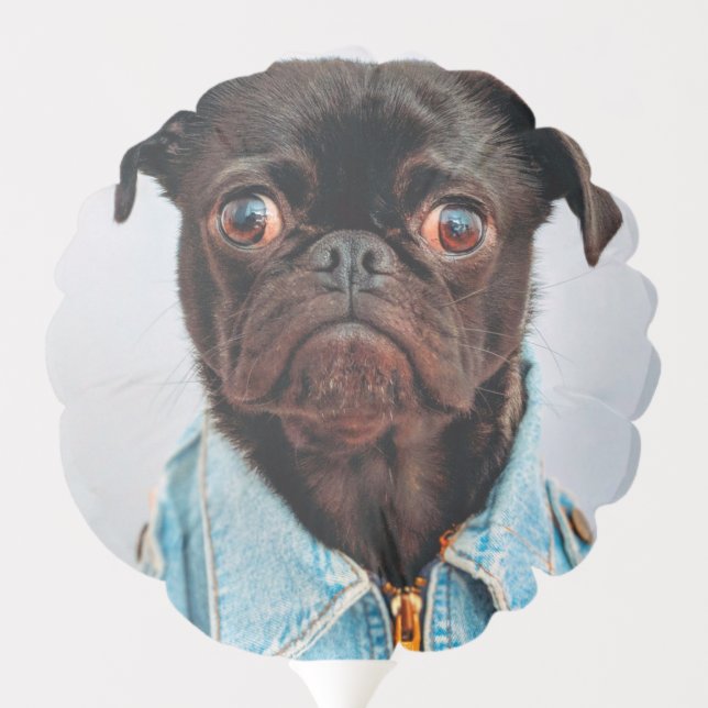 Pug in Denim Jackey Cute Adorable Dog Puppy Balloon (Back)