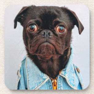 Pug in Denim Jackey Cute Adorable Dog Puppy Beverage Coaster