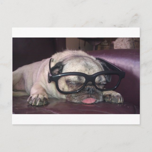 Pug In Glasses Postcard (Front)