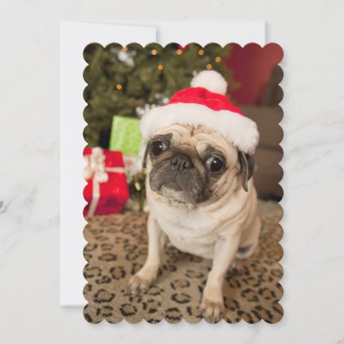 Pug in Santa Claus Hat sitting on carpet Holiday Card