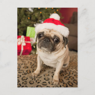 Pug in Santa Claus Hat sitting on carpet Holiday Postcard