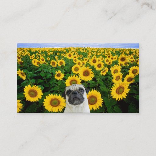 Customizable Pug in Sunflowers business cards