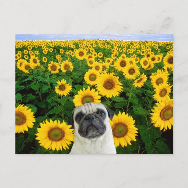Pug in Sunflowers postcard (Front)