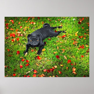 Pug in the park poster