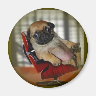Pug it! magnet