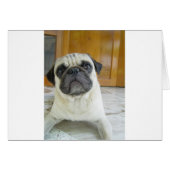 pug laying.png (Front Horizontal)