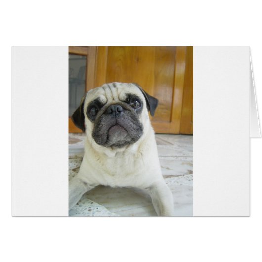pug laying.png cards (Front Horizontal)
