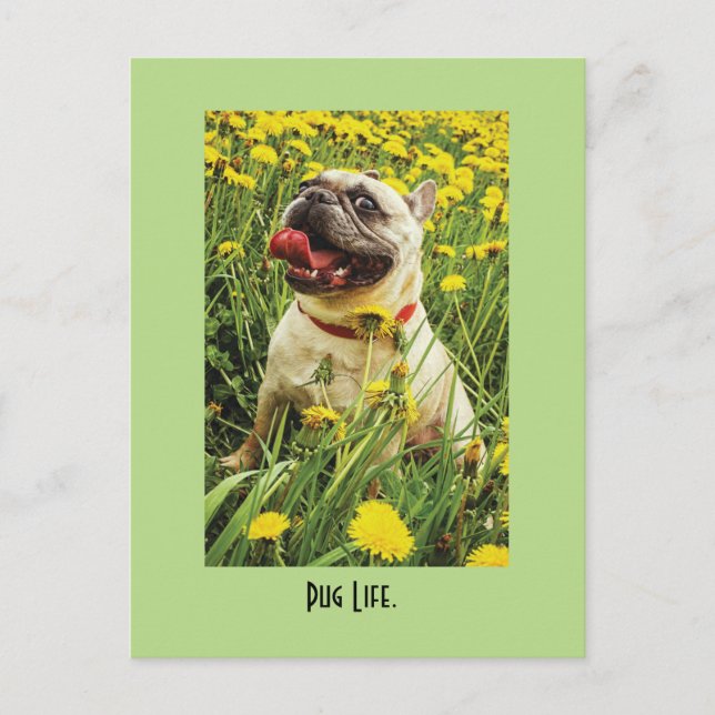 Pug Life Dog Postcard (Front)
