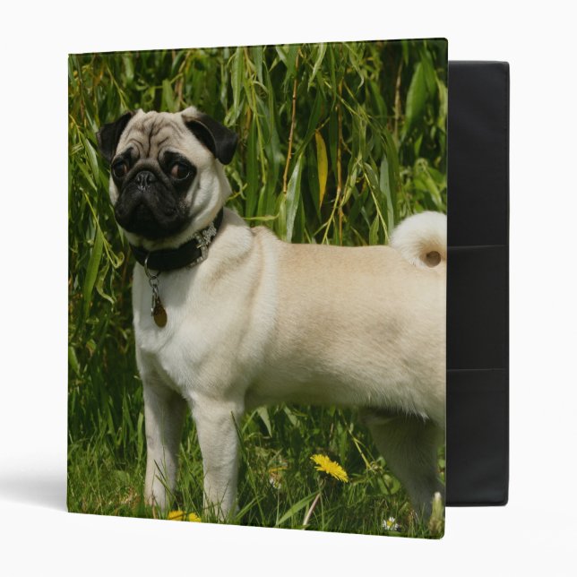 Pug Lookign at Camera Binder (Front/Inside)
