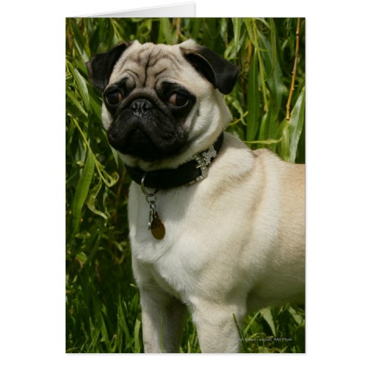 Pug Lookign at Camera Cards (Front)