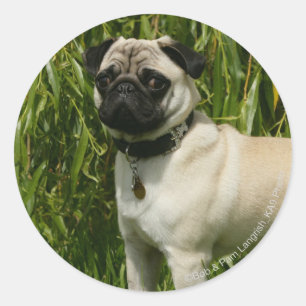 Pug Lookign at Camera Classic Round Sticker