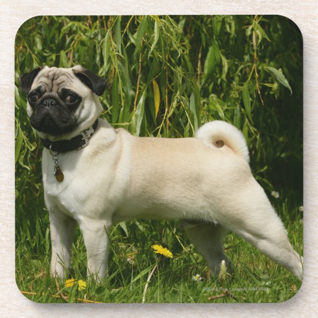 Pug Lookign at Camera Coaster (Front)